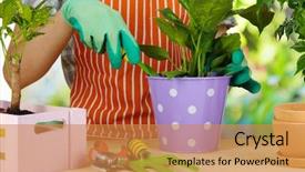  Presentation with transplant - Cool new presentation theme with you give us victory backdrop and a mint green colored foreground