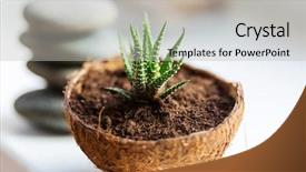  Presentation with home design - PPT theme consisting of pot adorable home creative design background and a light gray colored foreground