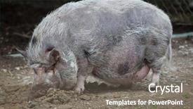 Presentation with domestic animal - Amazing theme having pot-bellied-pig-sus-scrofa backdrop and a gray colored foreground