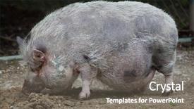  Presentation with domestic animal - Beautiful PPT layouts featuring pot-bellied-pig-sus-scrofa backdrop and a gray colored foreground