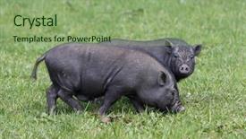  Presentation with pigs - Amazing presentation theme having pot-bellied pigs backdrop and a seafoam green colored foreground