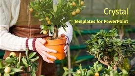  Presentation with hand holding flowers - Slide set enhanced with pot holded by hand background and a tawny brown colored foreground