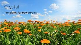  Presentation with calendula - Presentation design with pot-marigold-calendula-officinalis-growing background and a light blue colored foreground