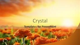  Presentation with calendula - Presentation featuring pot-marigold-calendula-officinalis-growing background and a blonde colored foreground