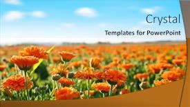  Presentation with pot marigold - Cool new presentation theme with pot-marigold-calendula-officinalis-growing backdrop and a arctic colored foreground