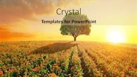  Presentation with pot marigold - Beautiful theme featuring pot-marigold-calendula-officinalis-growing backdrop and a coral colored foreground