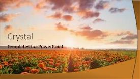  Presentation with calendula - Slide deck featuring pot-marigold-calendula-officinalis-growing background and a lemonade colored foreground