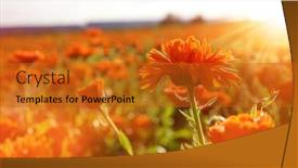  Presentation with calendula - Colorful presentation design enhanced with pot-marigold-calendula-officinalis-growing backdrop and a gold colored foreground