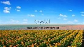  Presentation with pot marigold - Cool new slide deck with pot-marigold-calendula-officinalis-growing backdrop and a light blue colored foreground