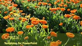  Presentation with calendula - PPT theme enhanced with pot-marigold-calendula-officinalis-growing background and a tawny brown colored foreground
