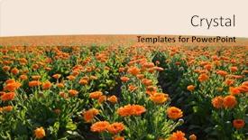  Presentation with calendula - Slide deck with pot-marigold-calendula-officinalis-growing background and a yellow colored foreground