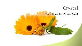  Presentation with calendula - Presentation theme featuring pot-marigold-or-calendula-officinalis background and a white colored foreground