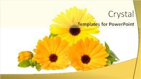  Presentation with calendula - Beautiful presentation featuring pot-marigold-or-calendula-officinalis backdrop and a blonde colored foreground