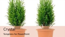  Presentation with white - PPT theme with pot plants - domestic cypress isolated over white background and a coral colored foreground