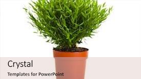  Presentation with white green - Amazing presentation theme having pot plants - green bamboo plant isolated backdrop and a lemonade colored foreground