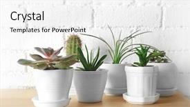  Presentation with white brick - Audience pleasing PPT theme consisting of pot plants - succulents and cactus on wooden backdrop and a white colored foreground