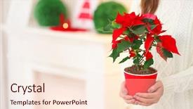  Presentation with flower woman - Colorful slide deck enhanced with pot with christmas flower poinsettia backdrop and a cream colored foreground