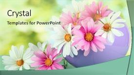  Presentation with nature - Audience pleasing presentation consisting of plant garden - pot with flowers backdrop and a soft green colored foreground