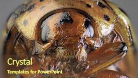  Presentation with pest - PPT layouts having potato beetle low scale magnification background and a tawny brown colored foreground