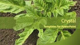  Presentation with potato crop - Beautiful PPT layouts featuring potato bush on plantation backdrop and a tawny brown colored foreground