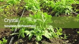  Presentation with potato crop - Theme having potato bushes on plantation background and a tawny brown colored foreground