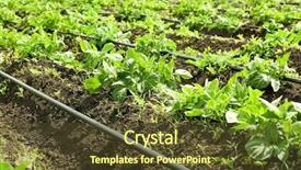 Presentation with potato crop - Cool new theme with potato bushes on plantation backdrop and a tawny brown colored foreground