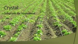  Presentation with potato crop - Theme enhanced with potato bushes on plantation background and a yellow colored foreground