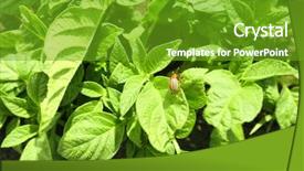  Presentation with plantation - Cool new theme with potato bushes on plantation backdrop and a tawny brown colored foreground