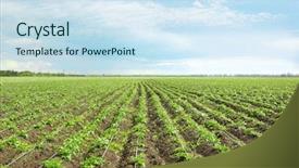  Presentation with potato - Cool new PPT layouts with potato bushes on plantation backdrop and a sky blue colored foreground