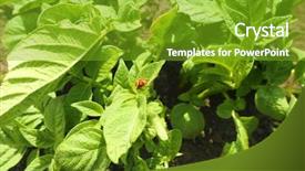  Presentation with pest - Amazing PPT theme having potato bushes on plantation backdrop and a shamrock green colored foreground