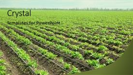  Presentation with potato crop - PPT theme with potato bushes on plantation background and a yellow colored foreground