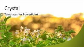  Presentation with potato crop - Cool new PPT theme with potato bushes on plantation backdrop and a white colored foreground