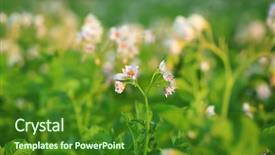  Presentation with potato crop - Cool new theme with potato bushes on plantation backdrop and a forest green colored foreground