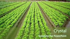  Presentation with potato crop - Beautiful slides featuring potato crop plantation - cultivated land backdrop and a tawny brown colored foreground