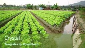  Presentation with land - PPT theme featuring potato crop plantation - cultivated land background and a tawny brown colored foreground