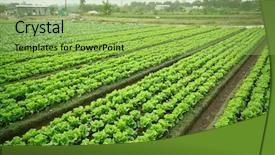  Presentation with land - Presentation theme consisting of potato crop plantation - cultivated land background and a yellow colored foreground