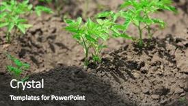  Presentation with plantation tomatoes - Beautiful PPT theme featuring potato crop plantation - tops of tomatoes growing backdrop and a dark gray colored foreground