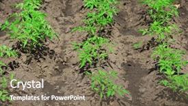  Presentation with plantation tomatoes - Slide set with potato crop plantation - tops of tomatoes growing background and a violet colored foreground