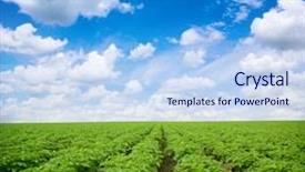  Presentation with potato - Presentation theme featuring potato field under blue sky background and a light blue colored foreground