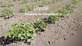  Presentation with colorful green corn field - PPT layouts enhanced with potato field with green shoots background and a mint green colored foreground