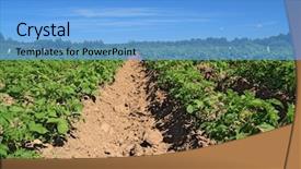  Presentation with agri corn field - Amazing PPT layouts having potato field backdrop and a light blue colored foreground