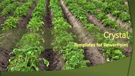  Presentation with potato - Beautiful presentation theme featuring potato field backdrop and a  colored foreground