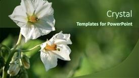  Presentation with sunlight - Presentation theme featuring potato-flowers-blossom-in-sunlight background and a tawny brown colored foreground