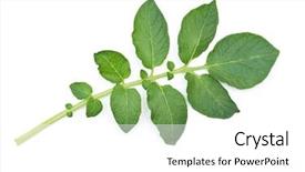  Presentation with potato - PPT theme featuring potato leaf background and a white colored foreground