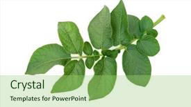  Presentation with potato - Beautiful presentation theme featuring potato leaf backdrop and a mint green colored foreground