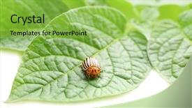  Presentation with pest - Presentation design with potato pest - colorado beetle and plant background and a yellow colored foreground
