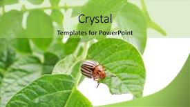  Presentation with colorado - Audience pleasing presentation theme consisting of potato pest - colorado beetle and plant backdrop and a yellow colored foreground
