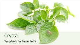  Presentation with pest - Presentation with potato pest - colorado beetle and plant background and a mint green colored foreground