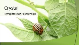  Presentation with pest - Beautiful presentation design featuring potato pest - colorado beetle and plant backdrop and a soft green colored foreground
