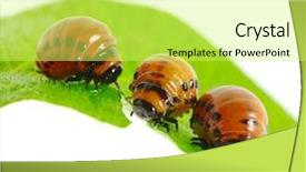  Presentation with pest - Amazing PPT layouts having potato pest - colorado beetle on the white backdrop and a  colored foreground